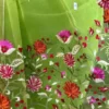 Green on Multicolor Resham Embroidery Cotton Silk Saree